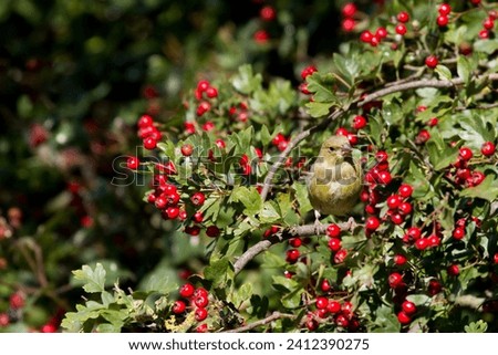 Greenfinch (Carduelis chloris) perched in a hawthorn bush Royalty-Free Stock Photo #2412390275