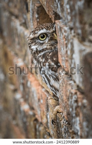 Little owl (Athene noctua) perched in a hole in the wall.