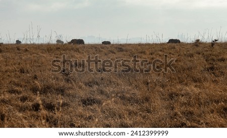 Antelopes are one of the beautiful inhabitants of Nairobi National Park. Royalty-Free Stock Photo #2412399999