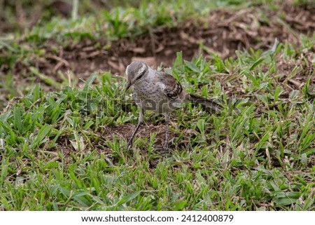 Brazilian Chalk-browed Mockingbird Mimus saturninus
