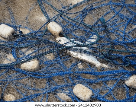 Fishing net with sprats on the beach. Close up.