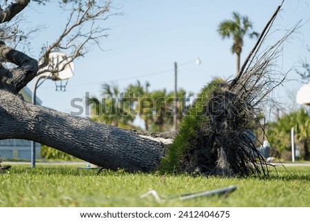 Uprooted tree after hurricane on Florida home front yard. Aftermath of natural disaster concept Royalty-Free Stock Photo #2412404675