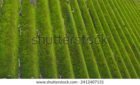 Growing Moss on cement Roofing sheet.for Desktop Backgrounds 