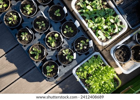 Plastic pots with various vegetables seedlings. Planting young seedlings on spring day. Growing own fruits and vegetables in a homestead. Gardening and lifestyle of self-sufficiency. Royalty-Free Stock Photo #2412408689