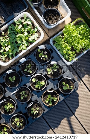 Plastic pots with various vegetables seedlings. Planting young seedlings on spring day. Growing own fruits and vegetables in a homestead. Gardening and lifestyle of self-sufficiency. Royalty-Free Stock Photo #2412410719