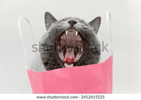 Fluffy beautiful gray cat sitting in a pink bag, opens his mouth wide, shows his teeth to the dentist, his throat to the doctor, screams, sings, laughs. High quality stock photo