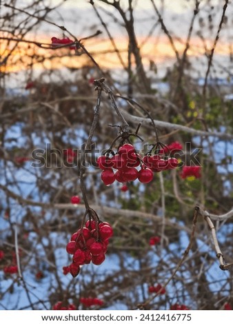 Winter's Bounty: Berries Adorned in a Blanket of Snow 