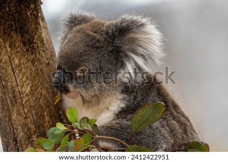 Closeup of a cuddly koala, perched on branches. Furry and round, with big, soulful eyes, this charming marsupial embodies the essence of Australian wildlife in a heart warming image.