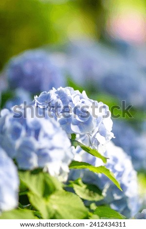It's a picture of a hydrangea blooming beautifully.