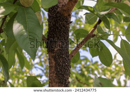 A close-up of a peach tree besieged by insects, portraying the relentless onslaught on its once-vibrant blooms Royalty-Free Stock Photo #2412434775