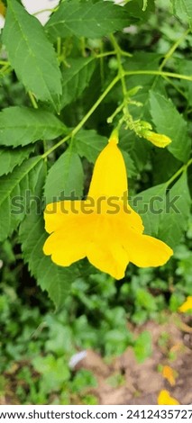 a photography of a yellow flower in a garden with green leaves.