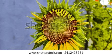 Sunflower seeds are suitable for use as a background or wallpaper