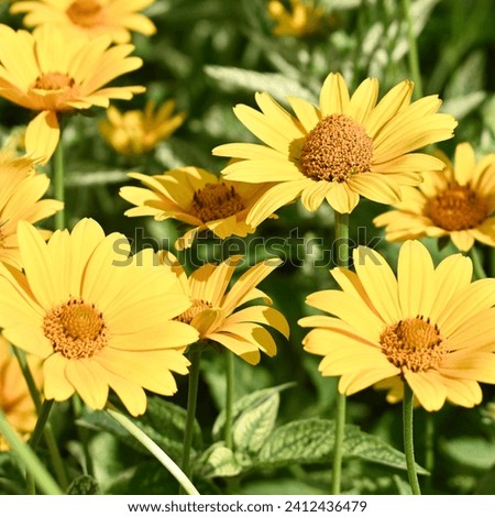 Beautiful yellow floral summer blooms
