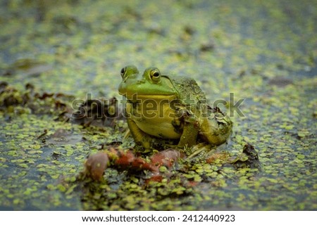 American Bullfrog sitting a floating duckweed. Blurred background. 