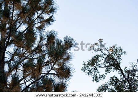 trees sky clouds outside wildlife  nature background silhouette