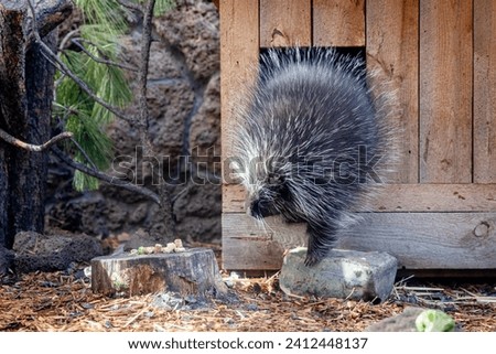A porcupine at a zoo in its outdoor enclosure