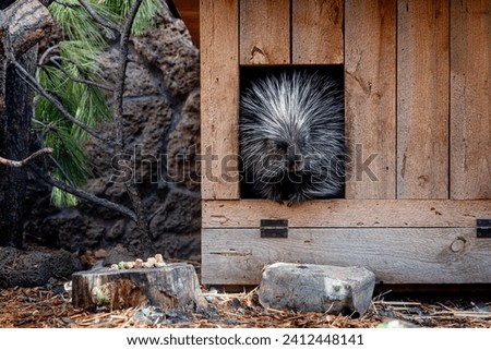 A porcupine at a zoo in its outdoor enclosure