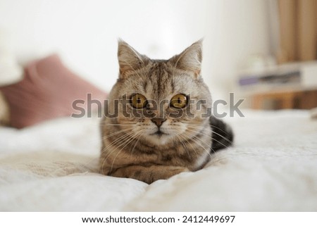 Portrait of a beautiful cat. Cute Cat Portrait. Happy Pet. Gray Scottish Straight cat sleeping.Home scene Royalty-Free Stock Photo #2412449697