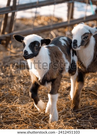 Two white and brown spotted baby lambs walking on straw in pen on farm