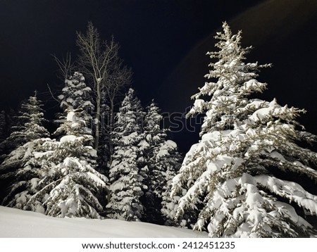 Snow covered trees against a night sky backdrop.