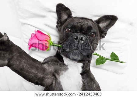 valentine's day, valentines day dog selfie with rose in mouth Royalty-Free Stock Photo #2412453485