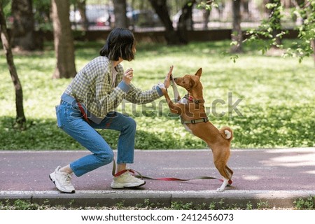 African dog sabbenji high fives the owner on a walk in the park.  Royalty-Free Stock Photo #2412456073