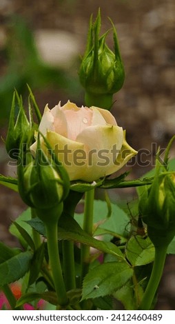 White Rose in the garden