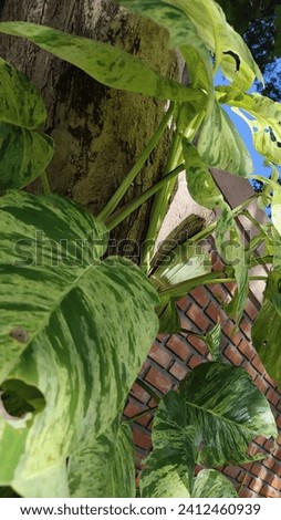 Golden pothos, spotted betel is considered Level 1 of tree planting. Because it's easy, hardy, and can grow in many weather conditions. If planting in the ground, the soil should be kept moist.