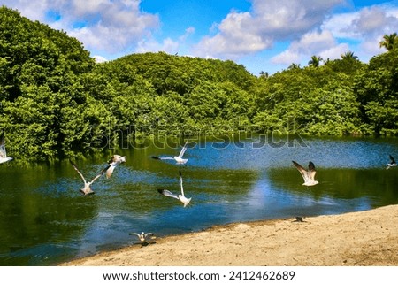 Group of black necked stilt flying, bird with big foots in a green lake, himantopus mexicanus in puerto escondido oaxaca Royalty-Free Stock Photo #2412462689