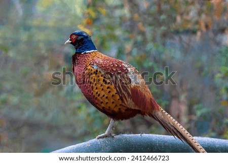 The common pheasant is a bird in the pheasant family. The genus name comes from Latin phasianus, pheasant. Royalty-Free Stock Photo #2412466723