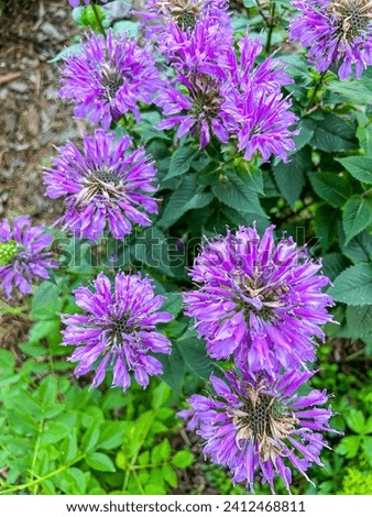 Wild bergamot (Monarda fistulosa) is a wildflower in the mint family Lamiaceae, widespread and abundant as a native plant in much of North America. Royalty-Free Stock Photo #2412468811