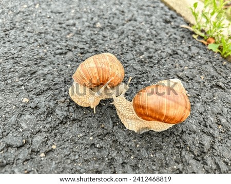 Common garden snail (Cornu aspersum) is a terrestrial pulmonate gastropod mollusc in the family Helicidae, which include the most commonly familiar land snails. Royalty-Free Stock Photo #2412468819