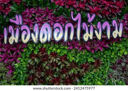 various bromeliad in the garden with the Thai text meaning beautiful flowers town