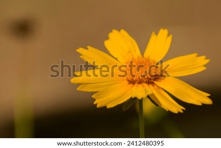 A captivating image of a lanceleaf coreopsis (Coreopsis lanceolata), its petals unfolding in a burst of sunshine yellow