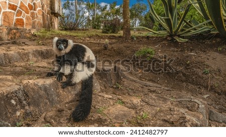 Charming lemur vari Varecia variegata is sitting on the stone steps, looking at the camera. Fluffy black and white fur, long tail, bright orange eyes, long toes.Madagascar. Nosy Soa Park. Royalty-Free Stock Photo #2412482797