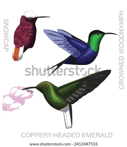 Cute Bird Hummingbird Costa Rica Woodnymph Snowcap Emerald Set Cartoon Vector Royalty-Free Stock Photo #2412487533