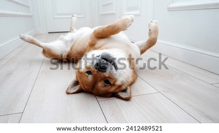 Shiba Inu sleeps on his back. High quality photo Royalty-Free Stock Photo #2412489521