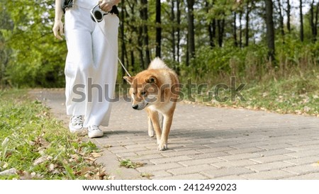 A girl with a dog, Shiba Inu, walks in the park. High quality photo