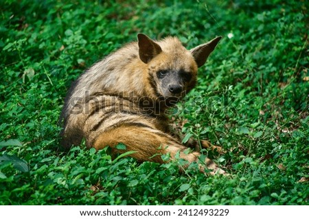 Striped hyena is a species of hyena native to North and East Africa, the Middle East, the Caucasus, Central Asia, and the Indian subcontinent.