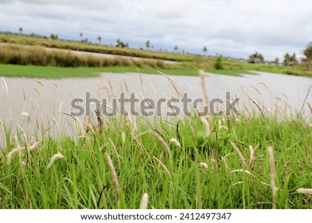Reed plants that grow on the banks of rivers.
February 1 2014 Royalty-Free Stock Photo #2412497347