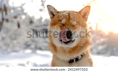 Shiba inu outdoors in winter luz. High quality photo