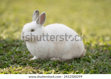 White rabbit is eating grass.Selective focus.Rabbit is on nature background.