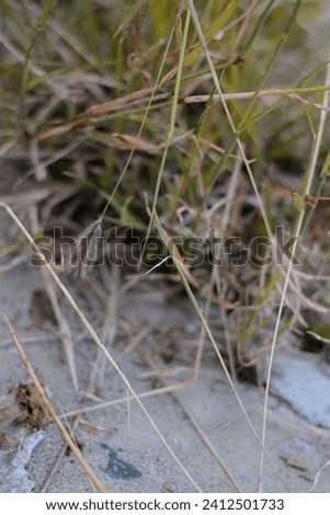 A grass that we very often encounter on land that has not been inhabited for a long time.
September 28 2016 Royalty-Free Stock Photo #2412501733