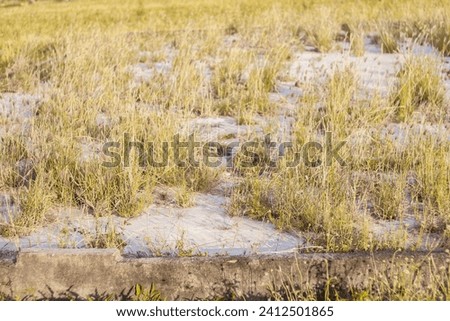 A grass that we very often encounter on land that has not been inhabited for a long time.
September 28 2016 Royalty-Free Stock Photo #2412501865