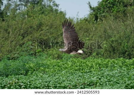 A gray-headed sea eagle in the Biosphere Reserve at Tonle Sap in Cambodia flies very close to us. In the background you can see the lush green jungle