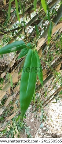 Bamboo leaves, green in rural areas