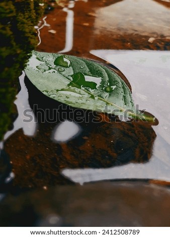 green leaves floating in puddles