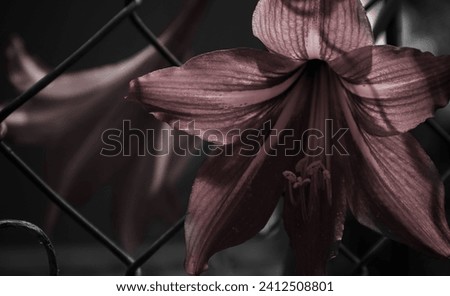 Daylily growing through fencing on both sides