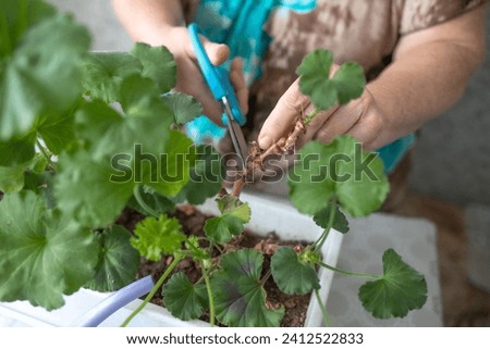 female hands with scissors trim a houseplant, flowers pelargonium, geranium Royalty-Free Stock Photo #2412522833
