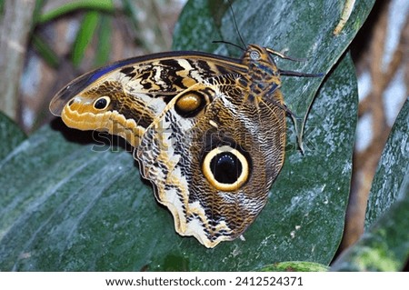 Pale Owl Butterfly (Caligo telamonius menus)